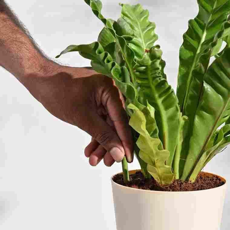 Magic Sticks - (Pack of 2 - 25 Sticks)