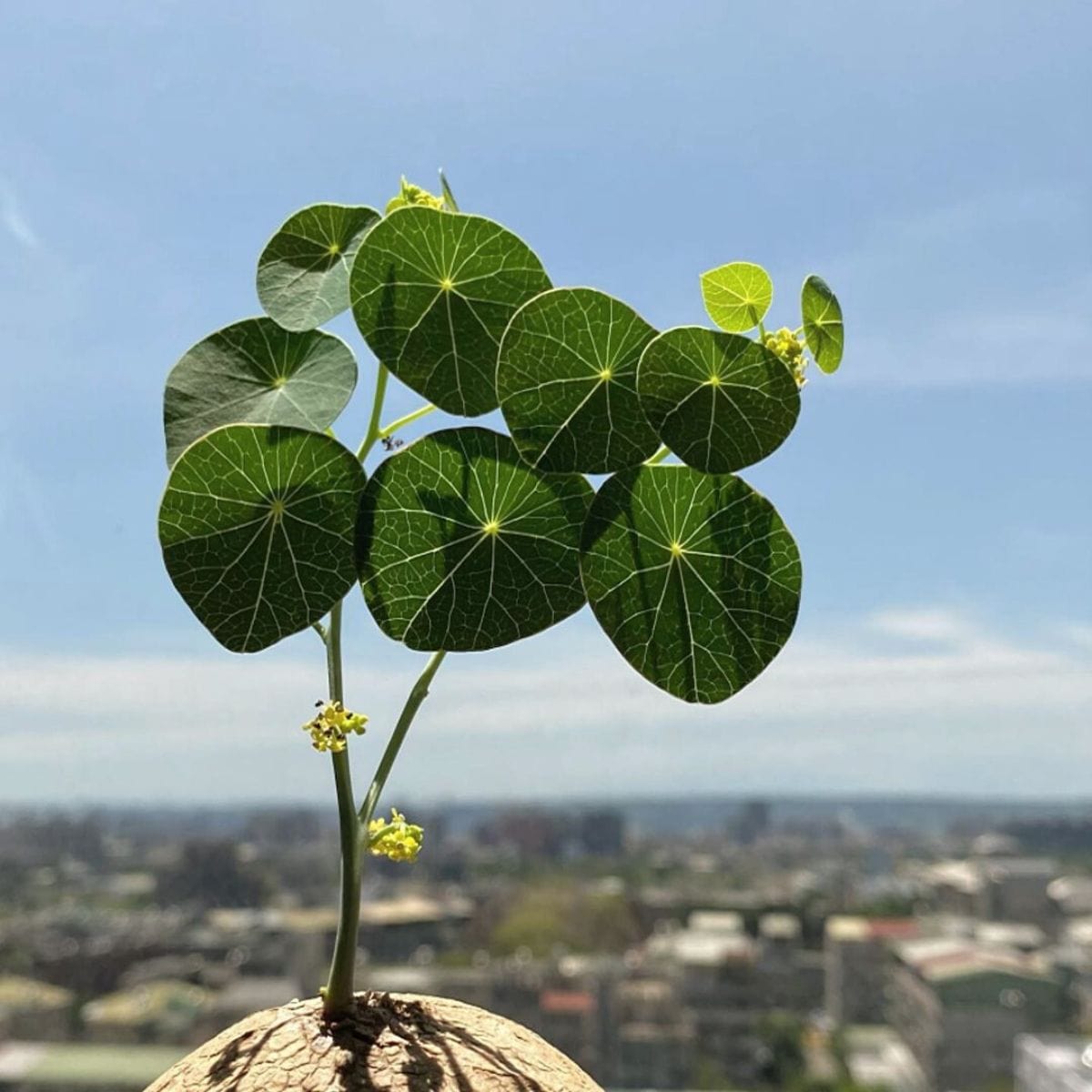 Caudexo™️Stephania Erecta Plant (Pack of 2)